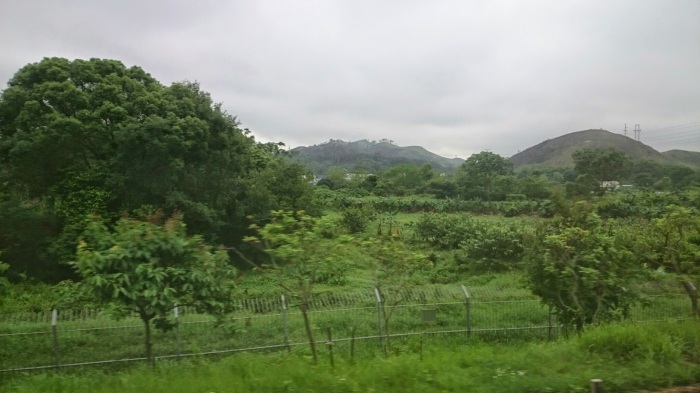 Green area near Lo Wu Station on the east side of the track, taken in the early morning of June 2015 on a train to Lo Wu